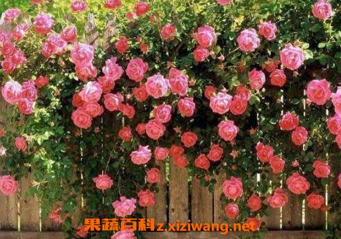 蔷薇花图片和养殖技巧蔷薇花什么时候种植 花卉 做法 功效与作用 营养价值z Xiziwang Net