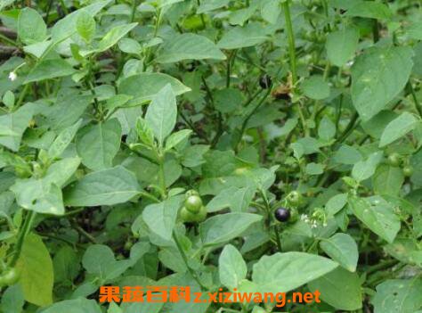 吃野白花菜有什么好处野白花菜的功效与作用 花菜 做法 功效与作用 营养价值z Xiziwang Net