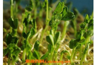 ����ѿ�Ĺ�Ч������