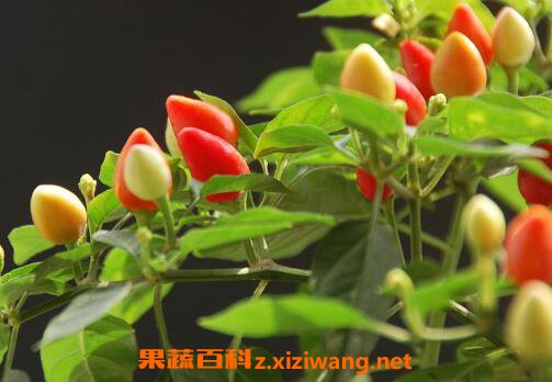 五彩椒什么时候播种 彩椒的种植方法