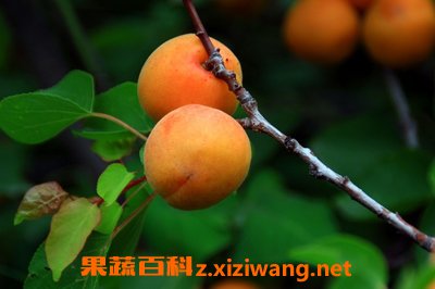 杏子杏子旳功效与作用及食用方法
