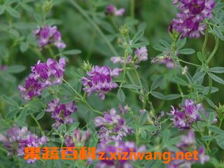 紫花苜蓿 的功效与作用 营养价值 药用价值 果蔬百科z Xiziwang Net