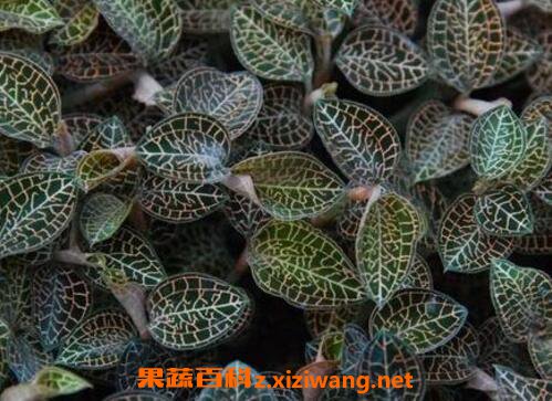 如何自己繁殖金线莲金线莲栽培技术 花卉 做法 功效与作用 营养价值z Xiziwang Net