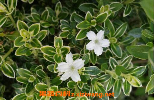 六月雪怎么养六月雪的养殖方法和注意事项 花卉 做法 功效与作用 营养价值z Xiziwang Net