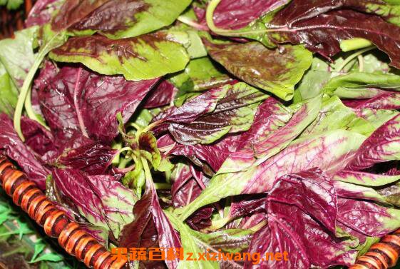红皮菜的功效与作用 红皮菜致癌是真的吗
