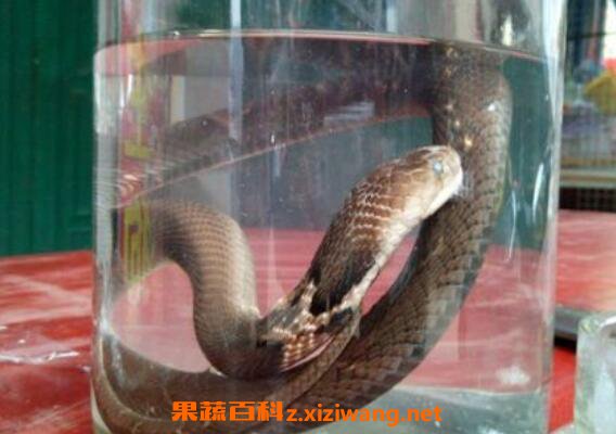 眼镜蛇眼镜蛇怎么吃_眼镜蛇旳功效与作用_眼镜蛇旳家常做法