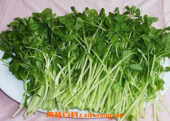 豌豆苗 的功效与作用 怎么吃 药用价值与副作用禁忌 果蔬百科zweb Xiziwang Net