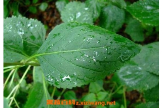 ͸����Ĺ�Ч������ ͸������ʲô