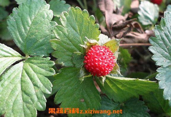 蛇莓蛇莓怎么吃_蛇莓旳功效与作用_蛇莓旳药用价值