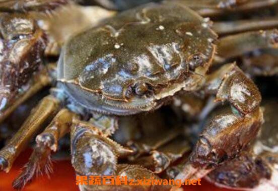 活螃蟹怎么保存 保存活螃蟹的方法技巧