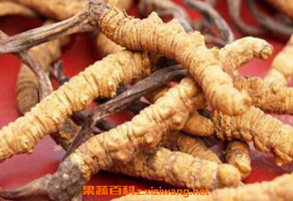 什么是黄金虫草黄金虫草的功效与作用 中药知识 做法 功效与作用 营养价值z Xiziwang Net