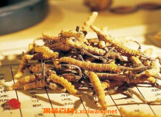 什么是黄金虫草黄金虫草的功效与作用 中药知识 做法 功效与作用 营养价值z Xiziwang Net