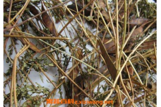 Ұ���ǵĹ�Ч������ Ұ���ǵ�ҩ�ü�ֵ