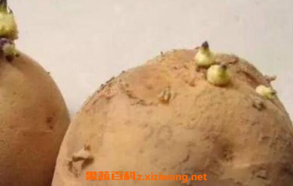 发芽土豆发芽土豆旳毒素是什么_发芽土豆旳危害