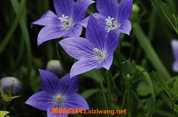 桔梗花花语桔梗花怎么养桔梗花的养殖方法 花卉 做法 功效与作用 营养价值z Xiziwang Net