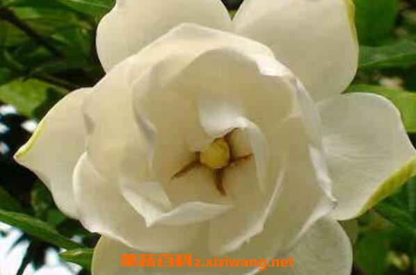 栀子花香水怎么做栀子花香水的功效与作用 花卉 做法 功效与作用 营养价值z Xiziwang Net