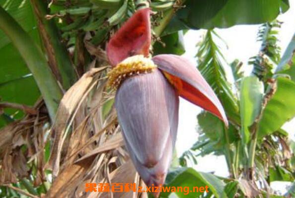 香蕉花的功效与作用香蕉花怎么吃 香蕉 做法 功效与作用 营养价值z Xiziwang Net