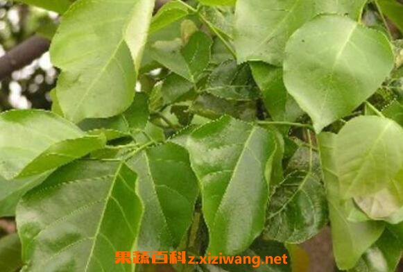 黄皮果树叶的功效与作用及常见用法