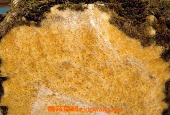 岩蜜是什么颜色 岩蜂蜜的真假辨别