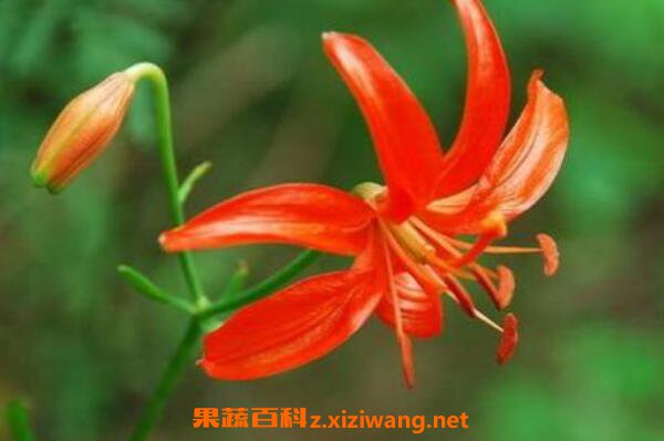 红百合的功效与作用及食用方法 果蔬百科zweb Xiziwang Net