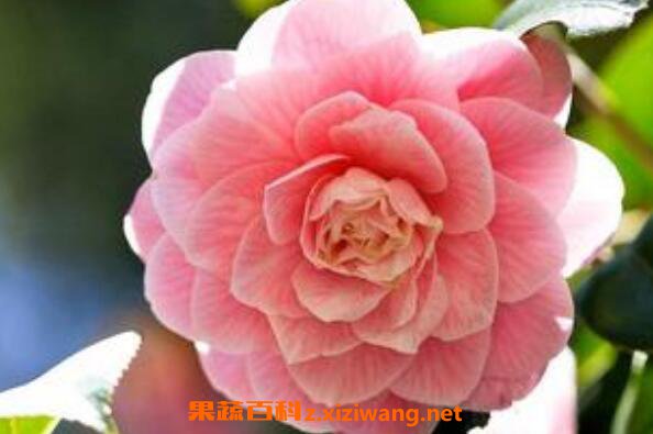 山茶花如何吃新鲜山茶花的食用方法 花卉 做法 功效与作用 营养价值z Xiziwang Net