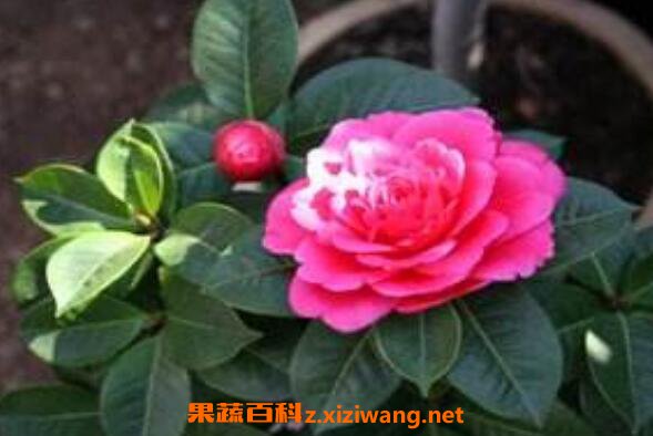 山茶花如何吃新鲜山茶花的食用方法 花卉 做法 功效与作用 营养价值z Xiziwang Net