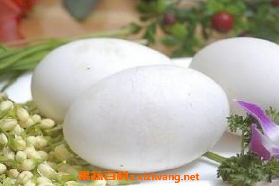  鹅蛋怎么吃最营养 鹅蛋的吃法技巧教程