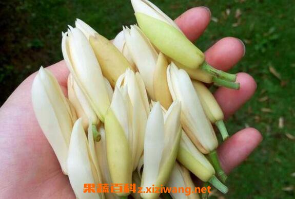 白兰花泡水的功效白兰花如何泡水 花卉 做法 功效与作用 营养价值z Xiziwang Net