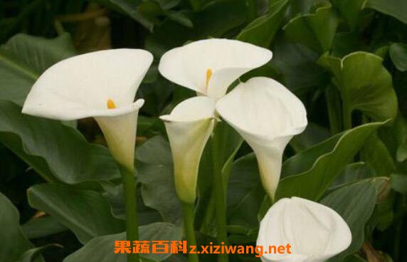 海芋花有毒吗海芋花的养殖方法和注意事项 花卉 做法 功效与作用 营养价值z Xiziwang Net