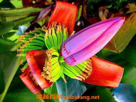 香蕉花的功效与作用香蕉花的药用价值 香蕉 做法 功效与作用 营养价值z Xiziwang Net