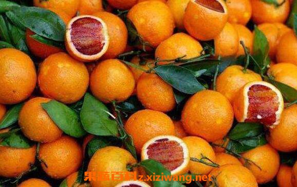 血橙的功效与作用血橙的禁忌 橙子 做法 功效与作用 营养价值z Xiziwang Net