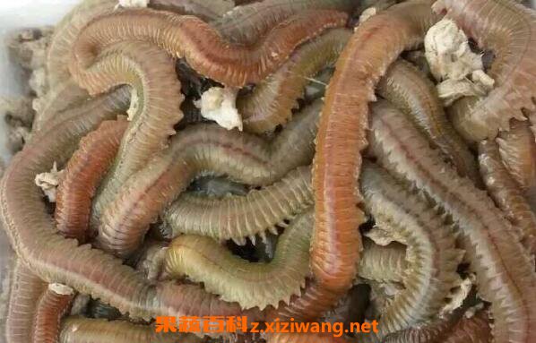 福鼎海蜈蚣图片