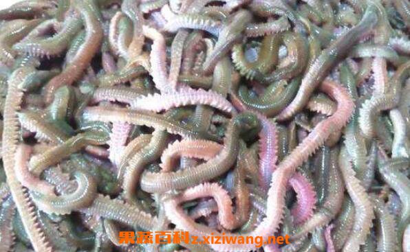 玉环海蜈蚣图片