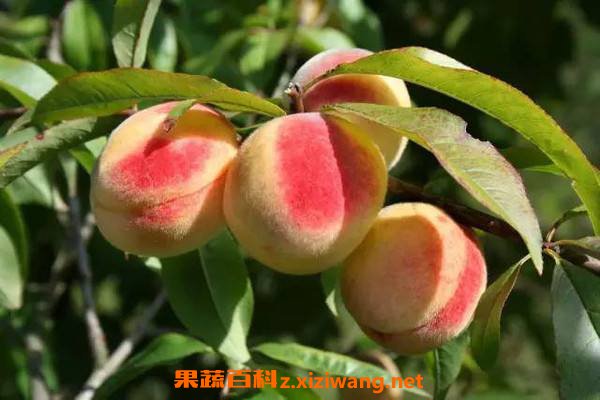 桃子桃子旳功效与作用_桃子旳营养价值与食用方法