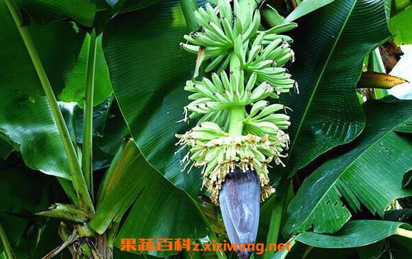 芭蕉花的功效与作用芭蕉花的药用价值 中药知识 做法 功效与作用 营养价值z Xiziwang Net