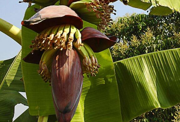 香蕉花的作用与功效吃香蕉花的好处有哪些 爱百科