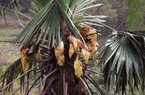 棕榈子的功效与作用　棕榈子的药用价值