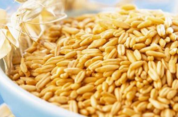 燕麦的功效与作用 吃燕麦的好处有哪些