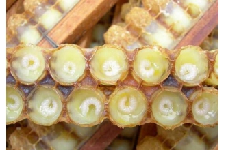 蜂王浆的副作用 蜂王浆不适合哪些人吃