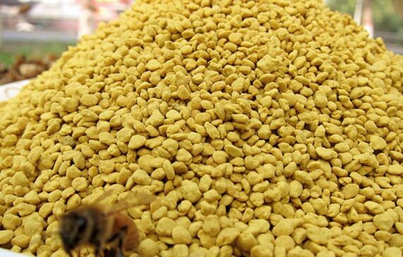 油菜花粉的功效与作用 油菜花粉怎么吃