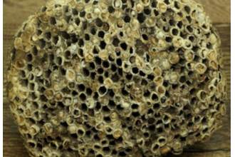 露蜂房与蜂巢的区别 露蜂房的功效