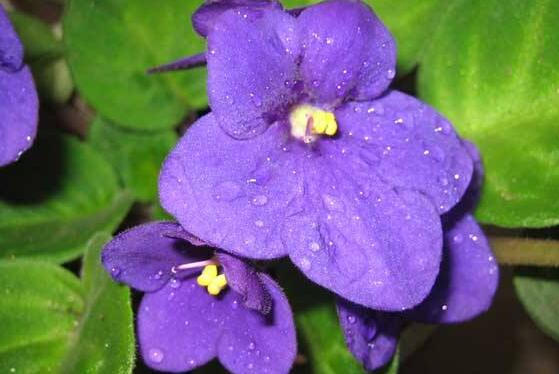 怎样养紫罗兰 盆栽紫罗兰花怎么养