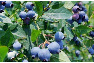 蓝莓叶的作用与功效 蓝莓叶的药