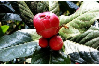 抱茎茶花如何养殖 抱茎茶花的养殖方法