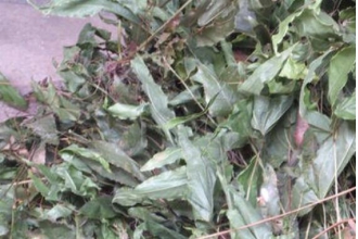 ���Ҷ�Ĺ�Ч������