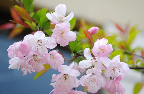 哪个品种的樱花最好看