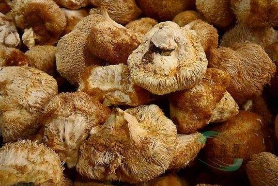 干猴头菇怎么泡发 干猴头菇一般泡多久