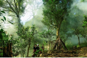 雨林古树茶的功效与作用