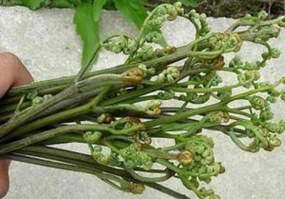 野蕨菜的功效与作用及危害