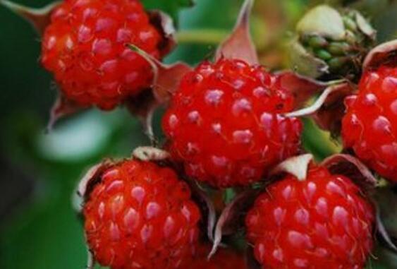 覆盆子和树莓的区别 吃覆盆子的好处